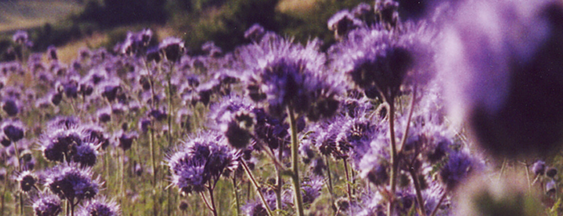 Purple thistle blossoms in a meadow, backlit