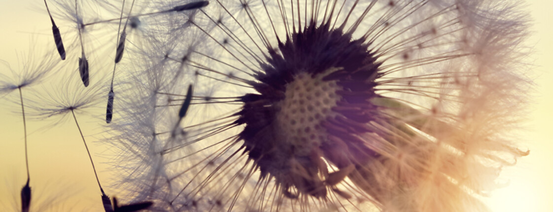 A dandelion bathed in the warm glow of the setting sun—a symbol of passing on, growth, and lasting impact