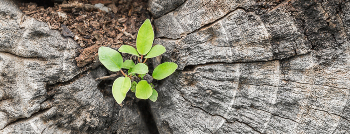 A young plant shoot is growing out of cracked rock